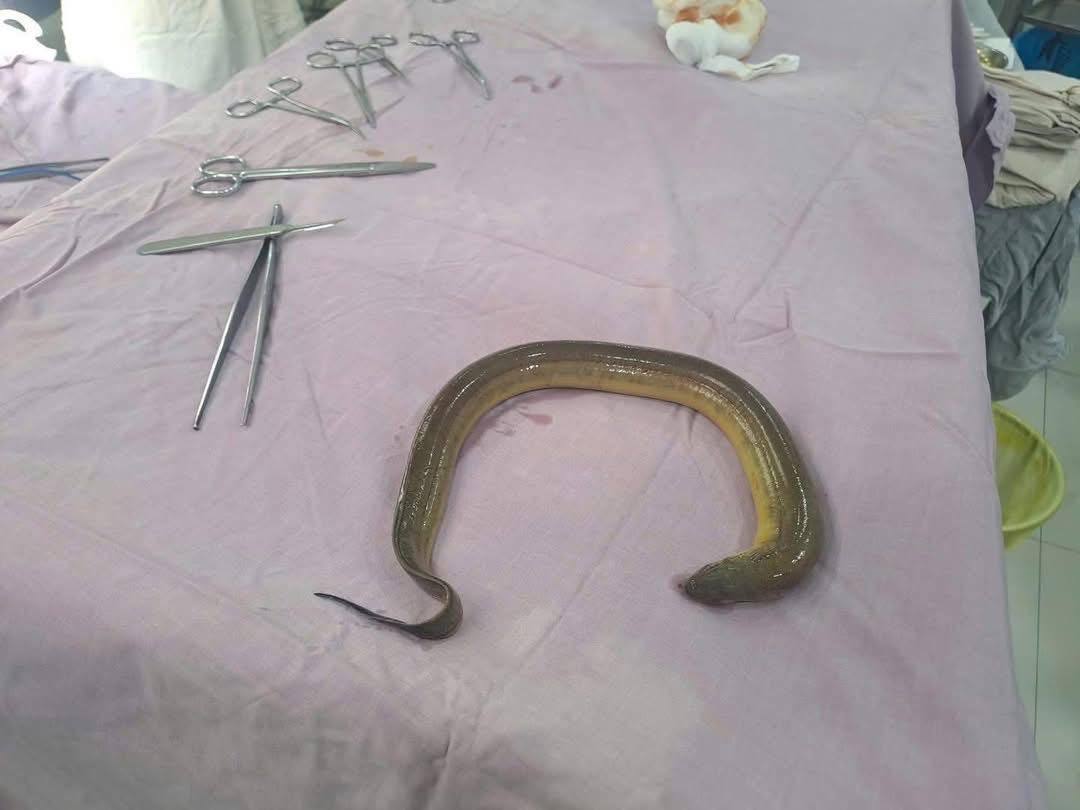 con lươn dài hơn 50cm - News Vi Vu
