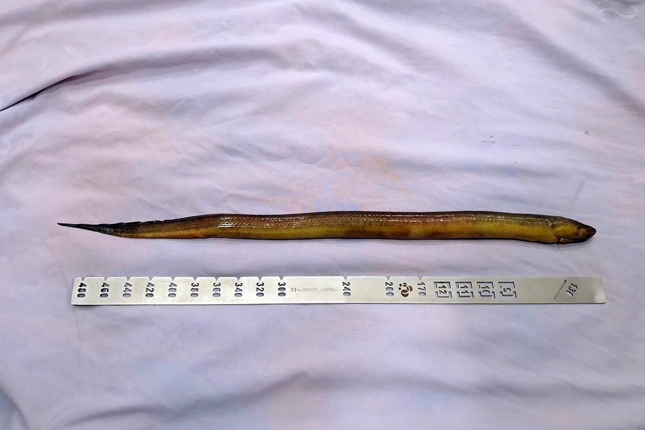 con lươn dài hơn 50cm - News Vi Vu
